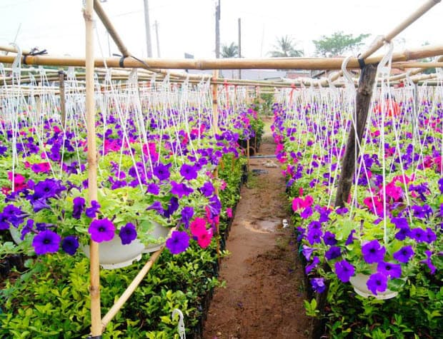 Tour giá sốc 