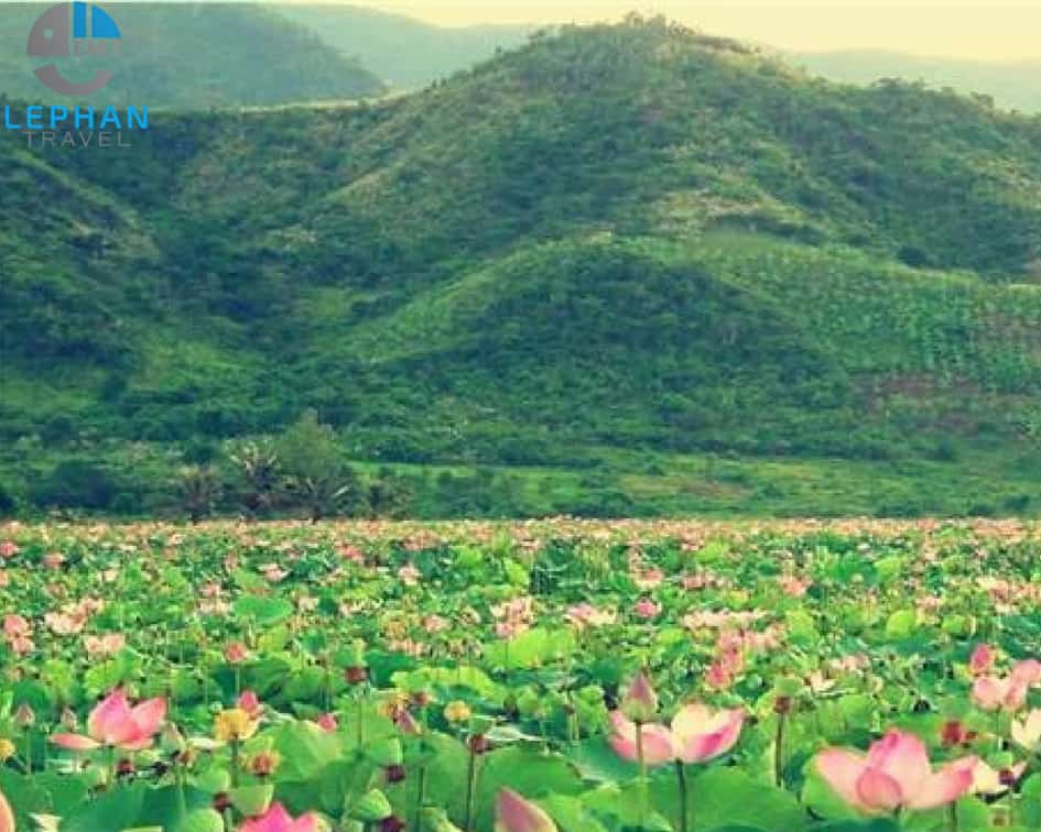 Mùa sen rất đẹp ở Hồ Quan Sơn