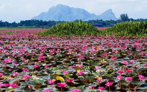 Tour giá sốc 