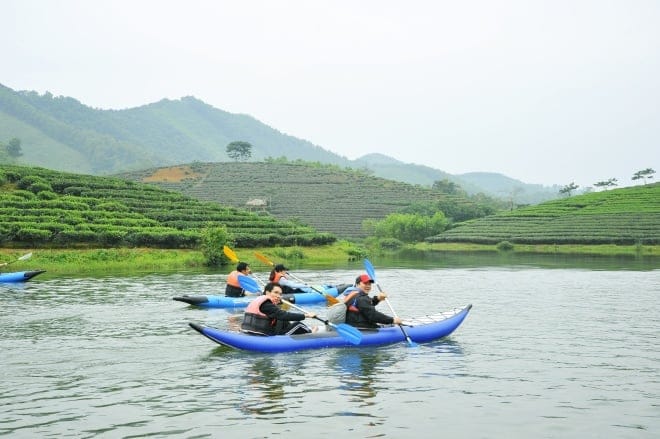 Đảo chè