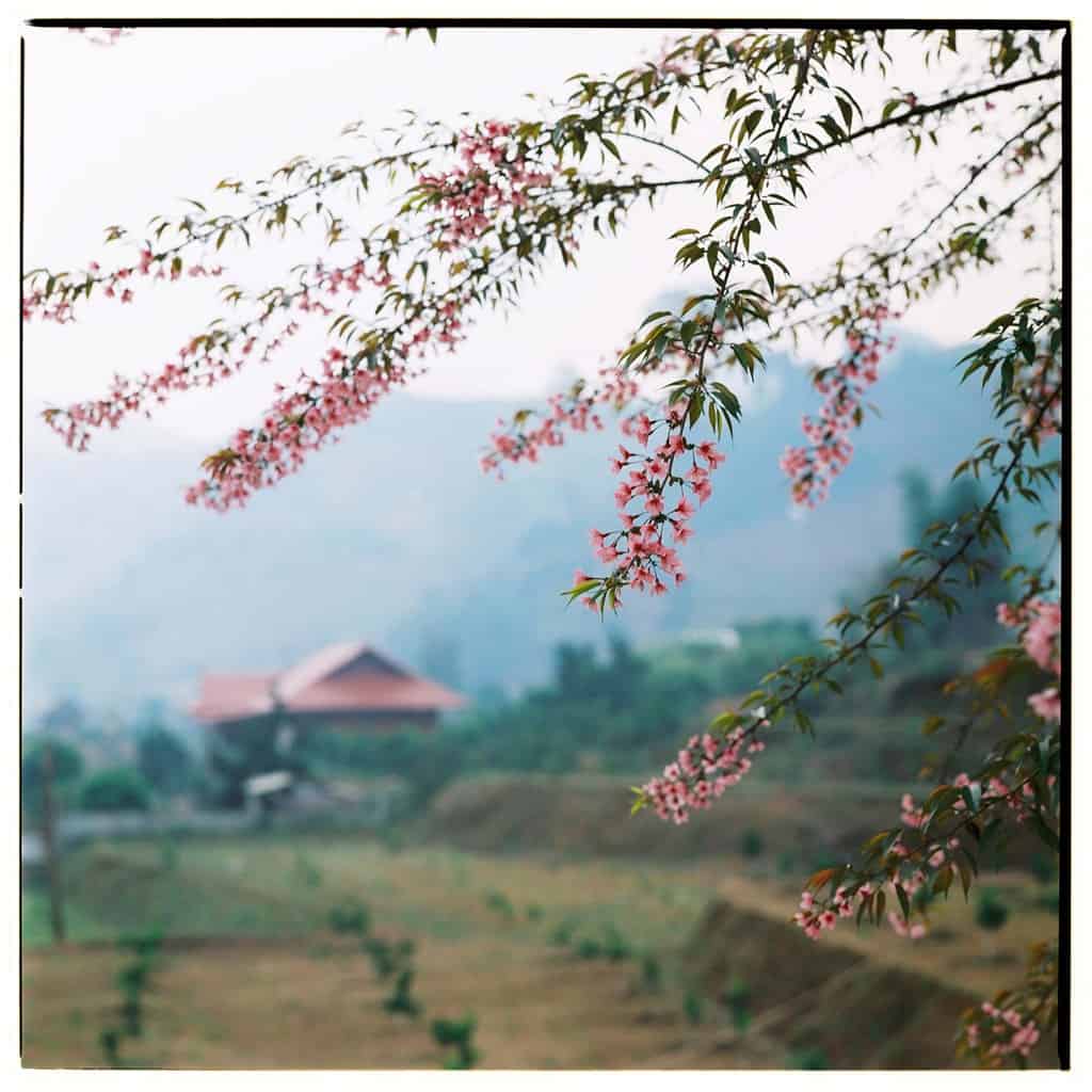 Du lịch Mộc Châu
