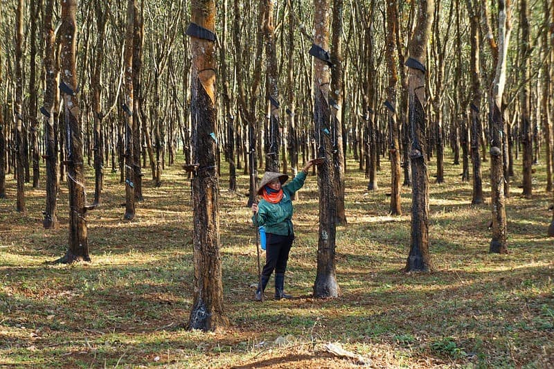 Pleiku - Du lịch Tây Nguyên