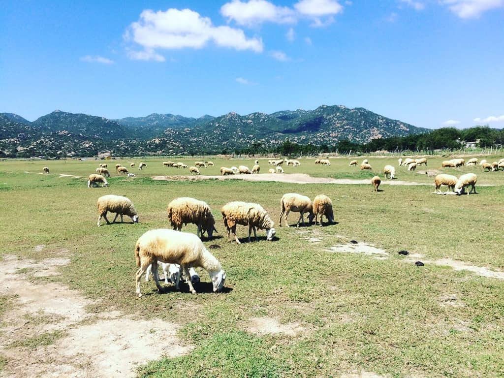 Du lịch Ninh Thuận