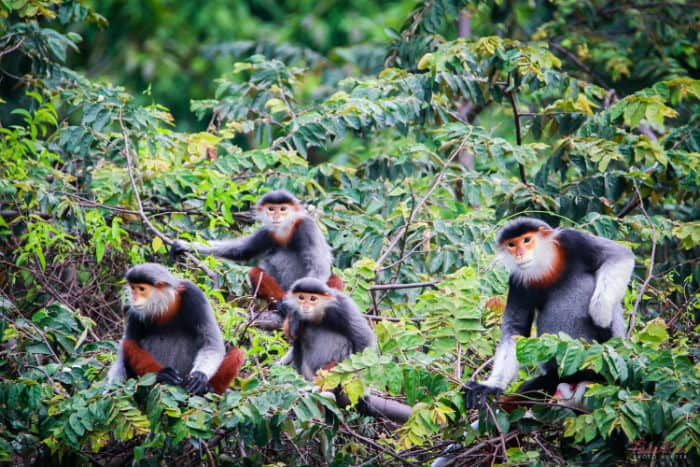 bán đảo Sơn Trà, Đà Nẵng
