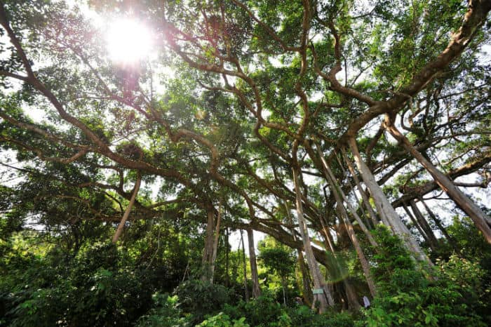bán đảo Sơn Trà, Đà Nẵng