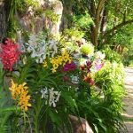 Tour du lịch Đảo Khỉ Suối Hoa Lan 1 ngày tour du lich Nha trang