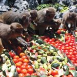 Tour du lịch Đảo Khỉ Suối Hoa Lan 1 ngày tour du lich Nha trang
