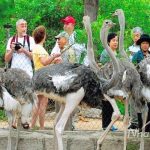 Tour du lịch Đảo Khỉ Suối Hoa Lan 1 ngày tour du lich Nha trang