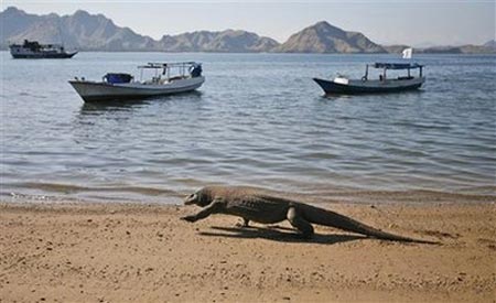 Đảo rồng Komodo Indonesia