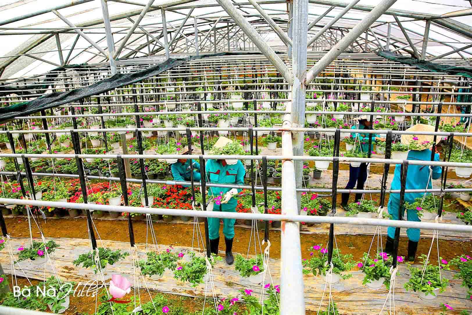 Trồng hoa Bà Nà Hills