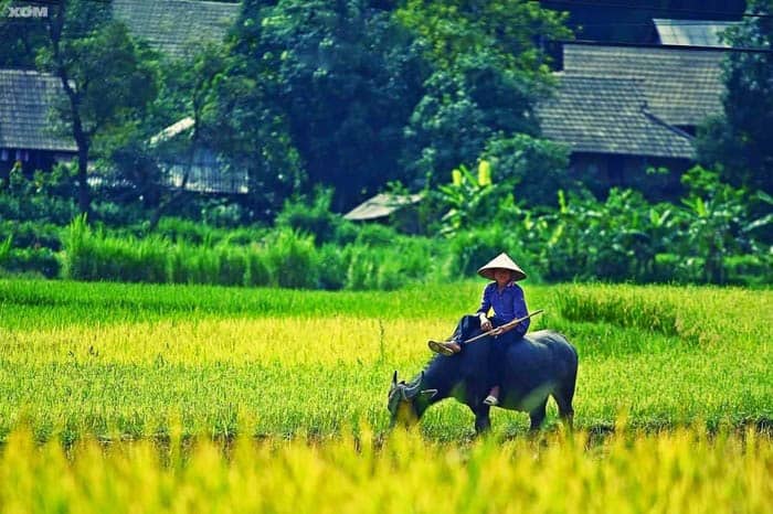 Làng nón lá Huế