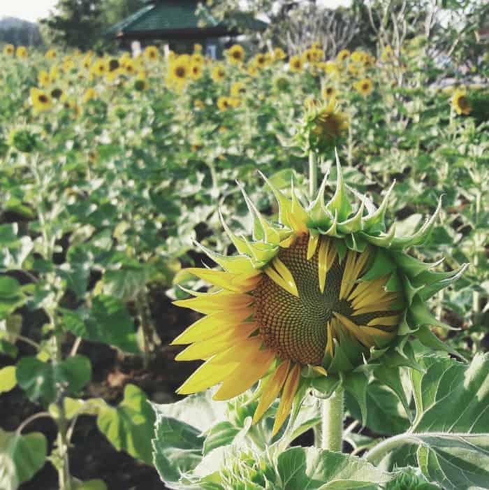 Trấn biên Bửu Long Đồng Nai