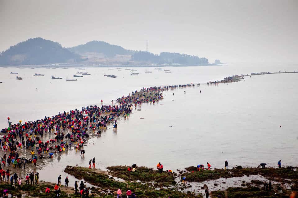 Jindo Modo Hàn Quốc