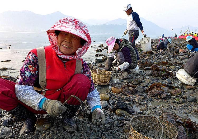 Jindo Modo Hàn Quốc