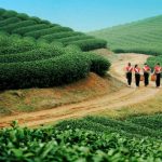 Tour du lịch Mộc Châu 2N3Đ khởi hành từ Huế