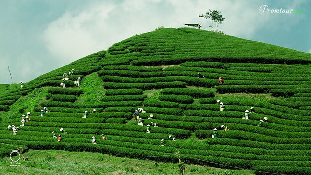 Du lịch Mộc châu - Sơn La vừa rẻ vừa đẹp