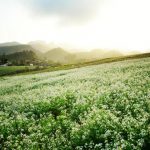 Tour du lịch Mộc Châu 2N3Đ khởi hành từ Huế