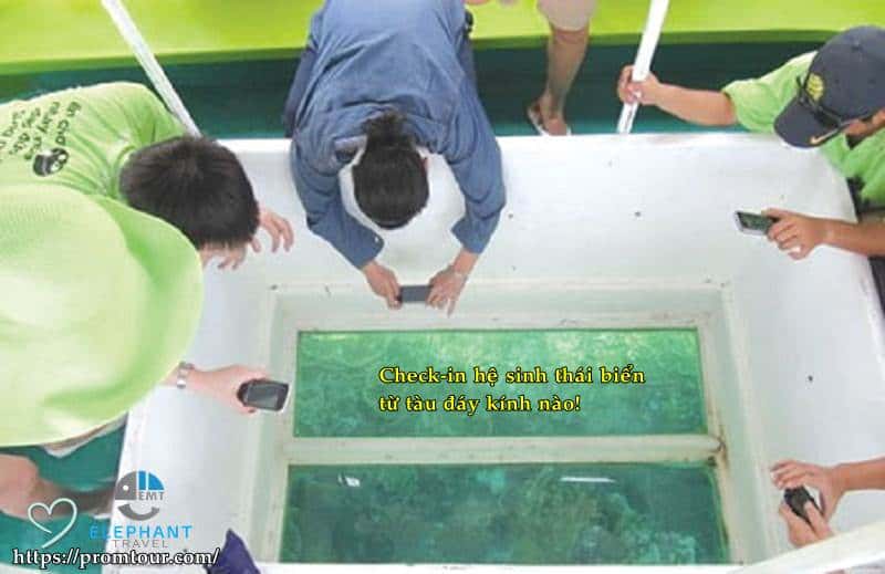 Check-in hệ sinh thái biển đa dạng từ tàu đáy kính cũng khá thú vị