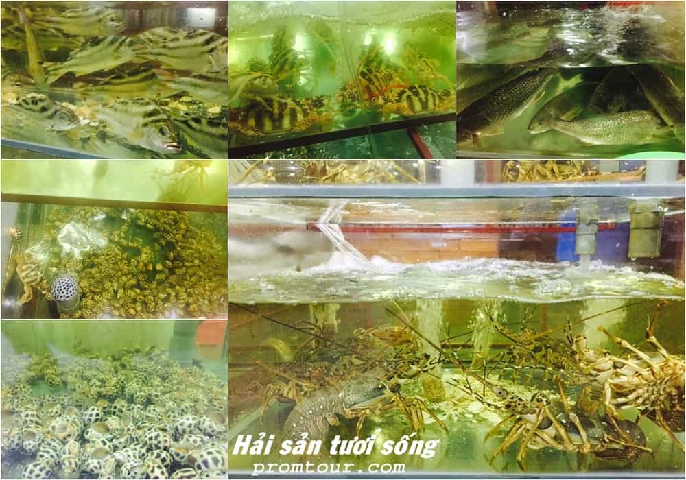 hai san tuoi song tai nha hang noi binh minh quang binh